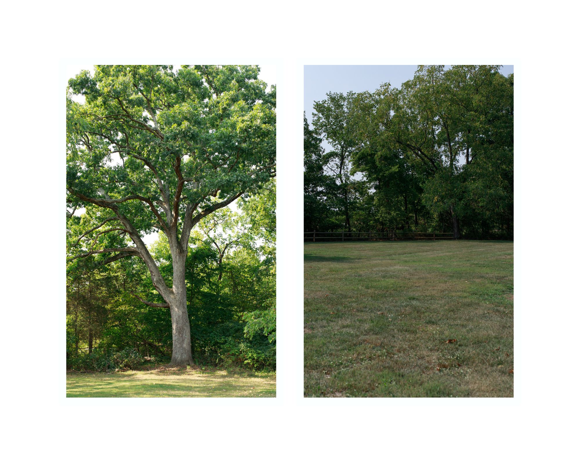 Large trees provide a gorgeous setting for bridal portraits. The photo on the right is of the flat green space where you could put your reception tent.