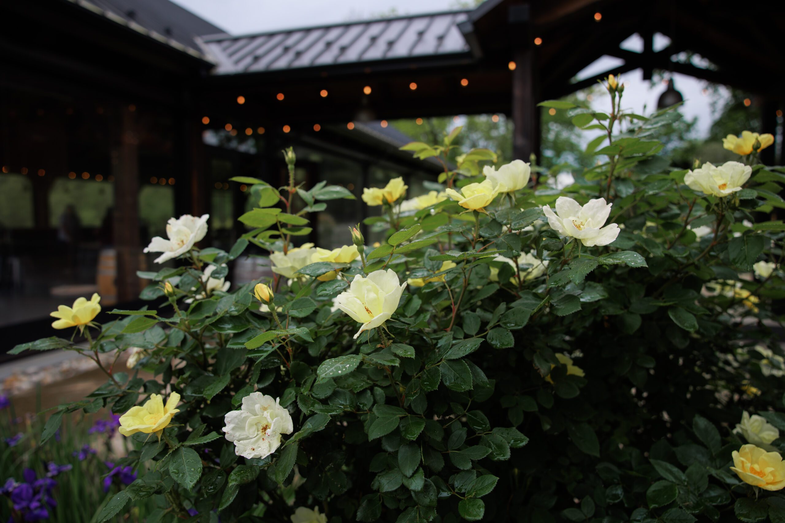 Yellow flowers outside of Cana Vineyards and tasting room.