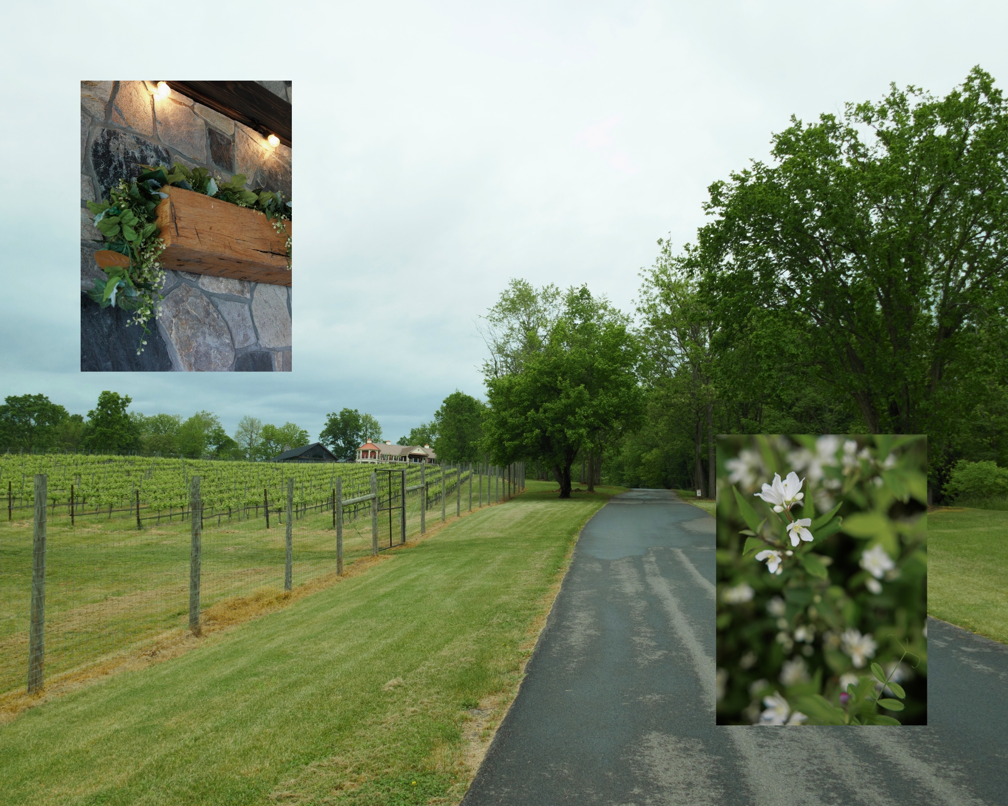 View of Cana Vineyards. Photo by Alex McCormick Photography