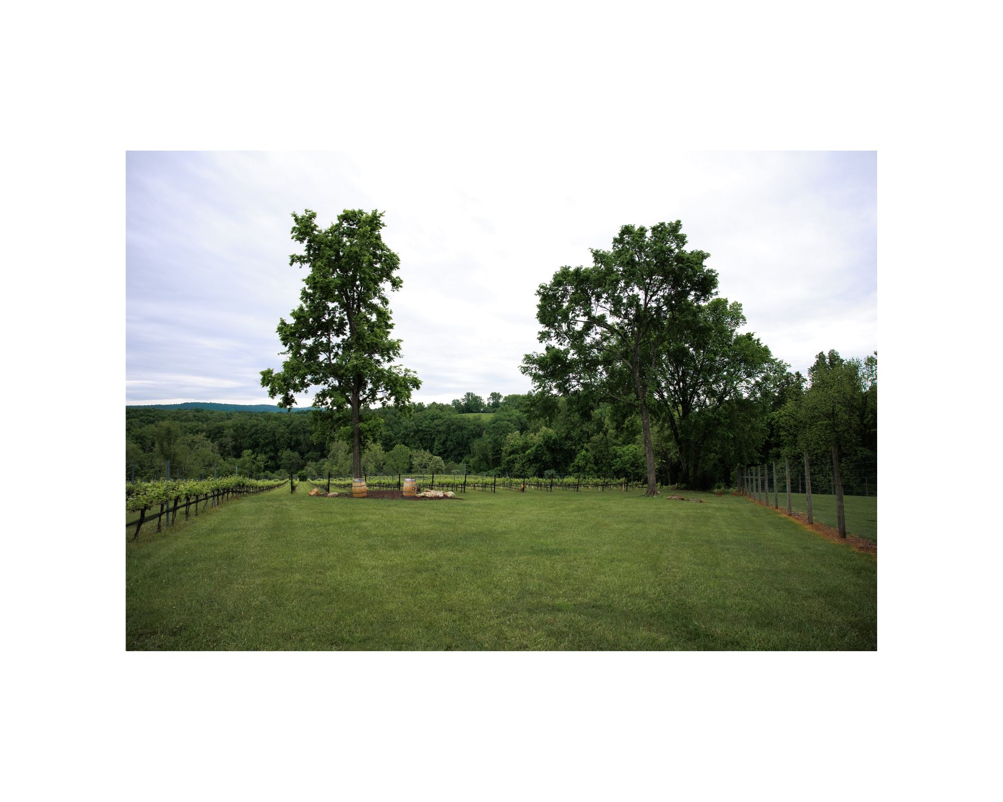 Cana Vineyards ceremony site.