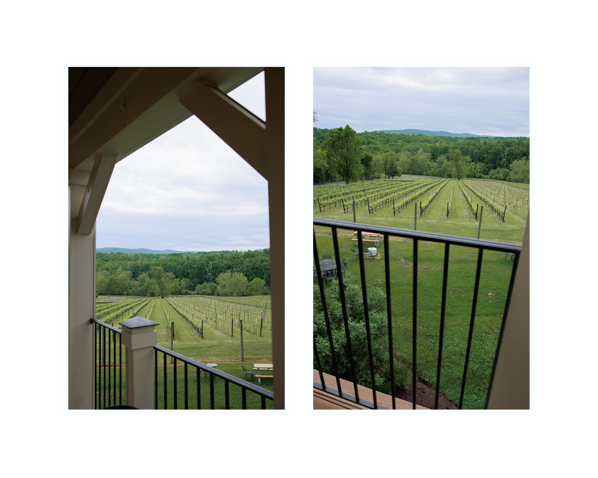 View of the Cana vineyards.