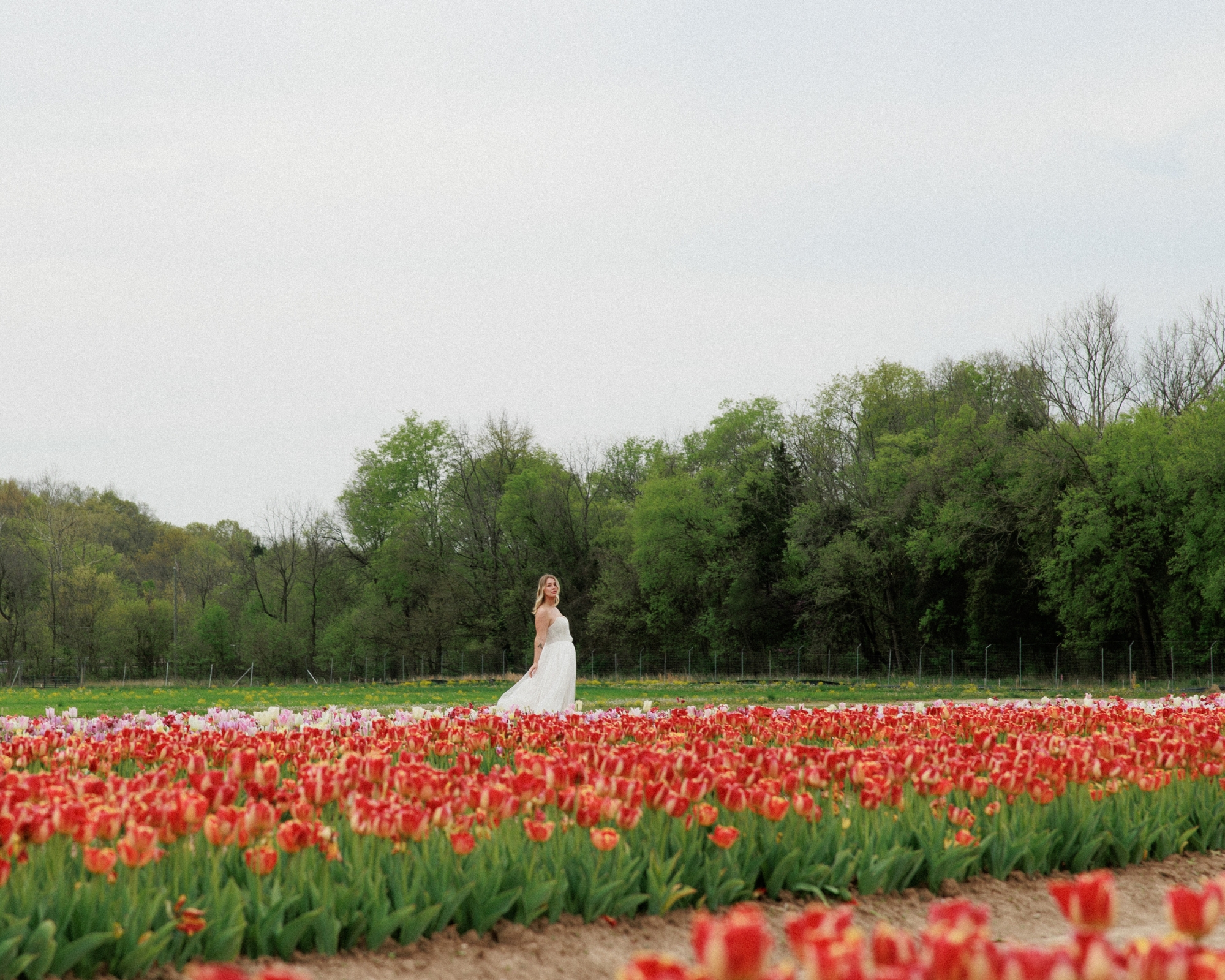 Bride in Tulip field at Burnside Farm Virginia