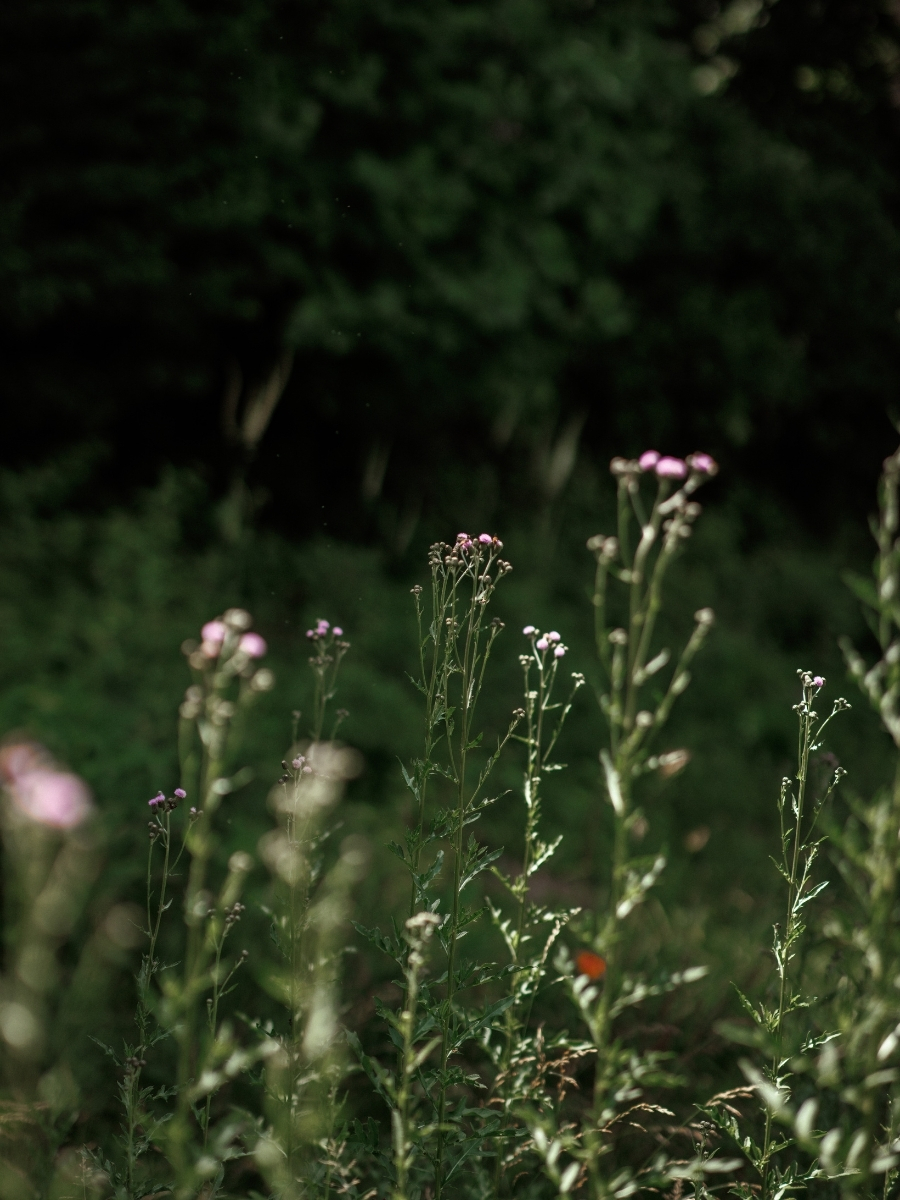 Blue Mountain Lodge Wedding